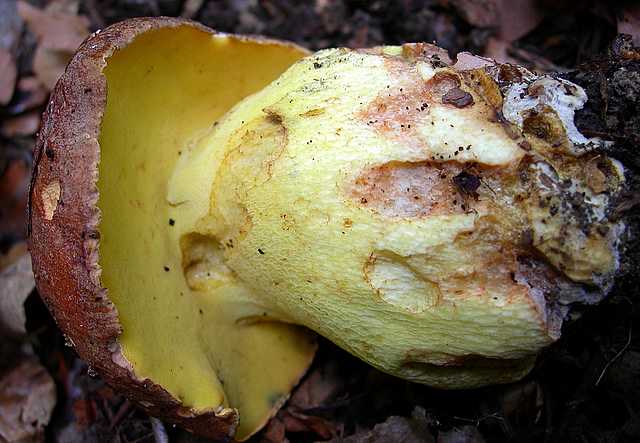 2005 :  Un anno di funghi